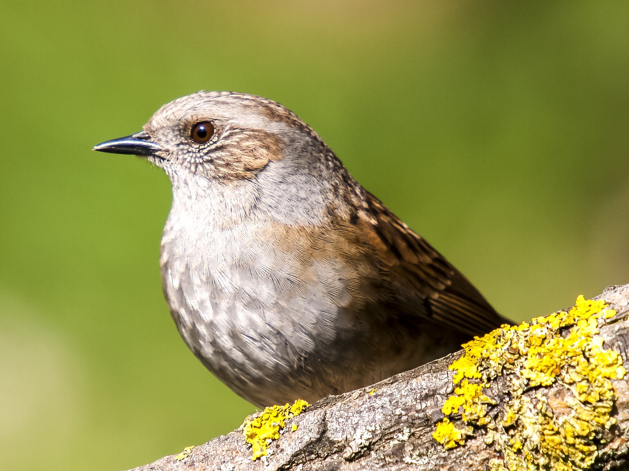 dunnock bird songbird free photo