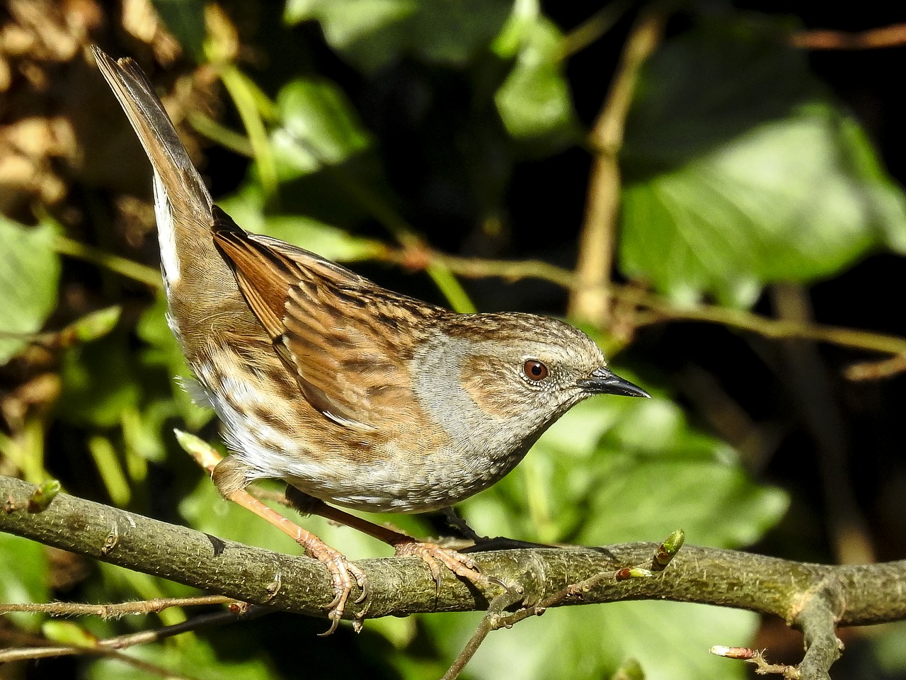 dunnock songbird garden bird free photo