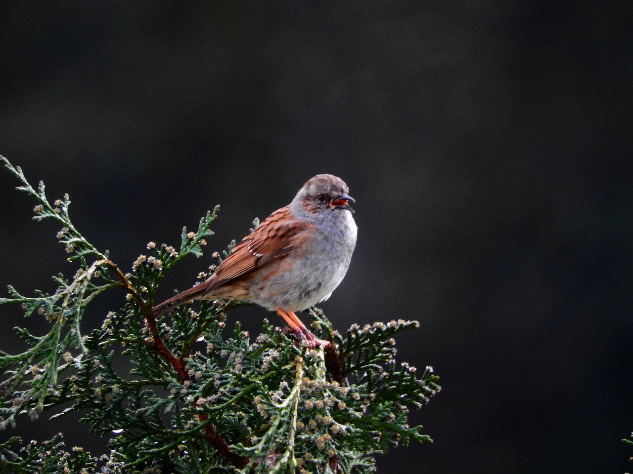 dunnock  bird  nature free photo