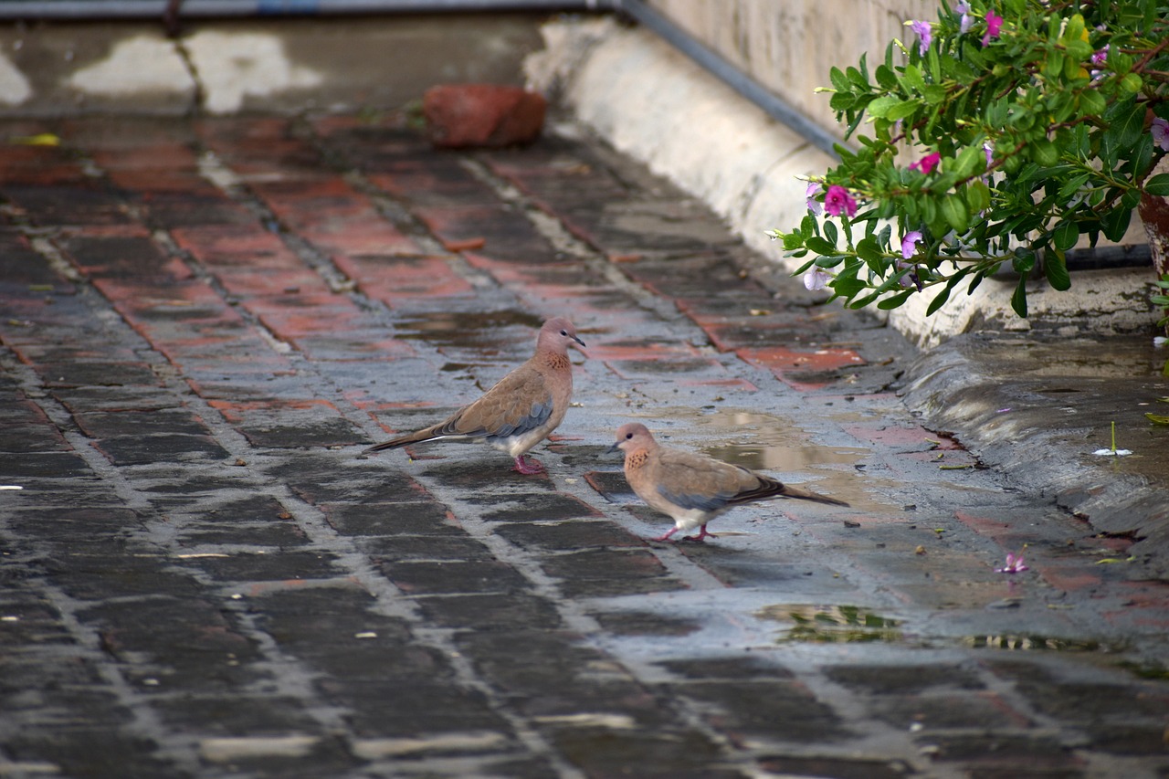duos doves indian dove ring-necked dove free photo