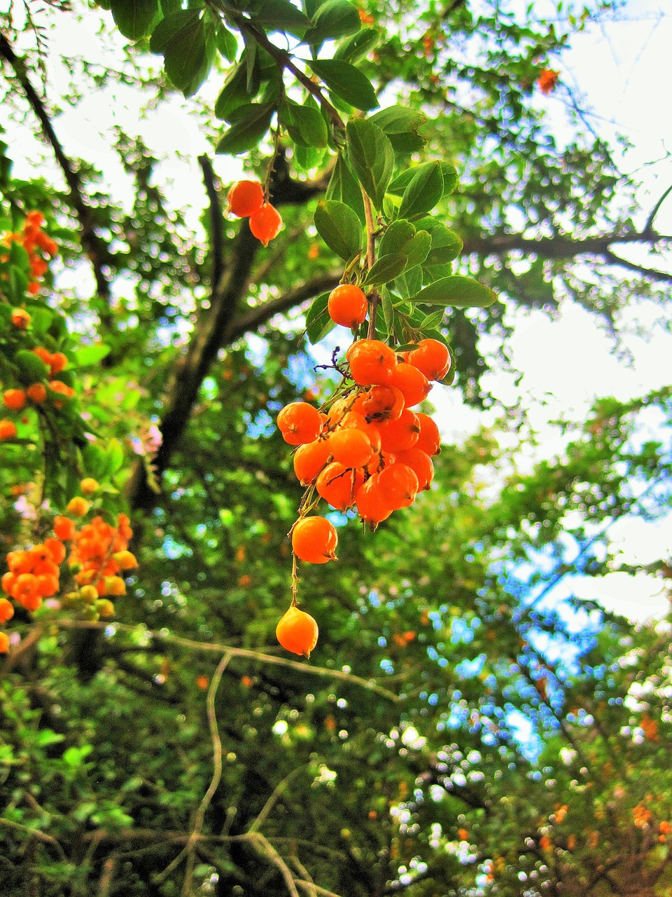 duranta berries tree duranta free photo