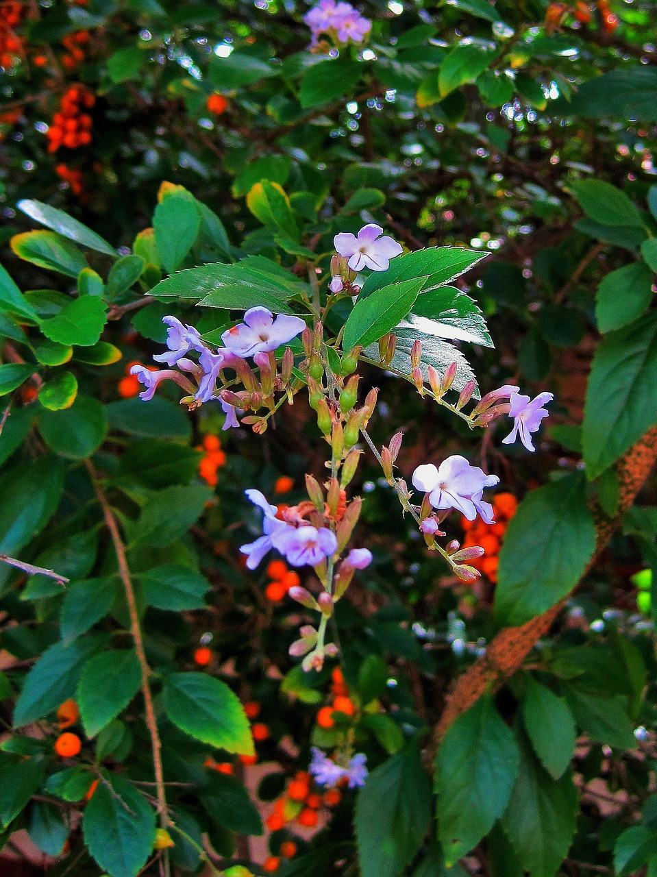 duranta tree tree bush free photo