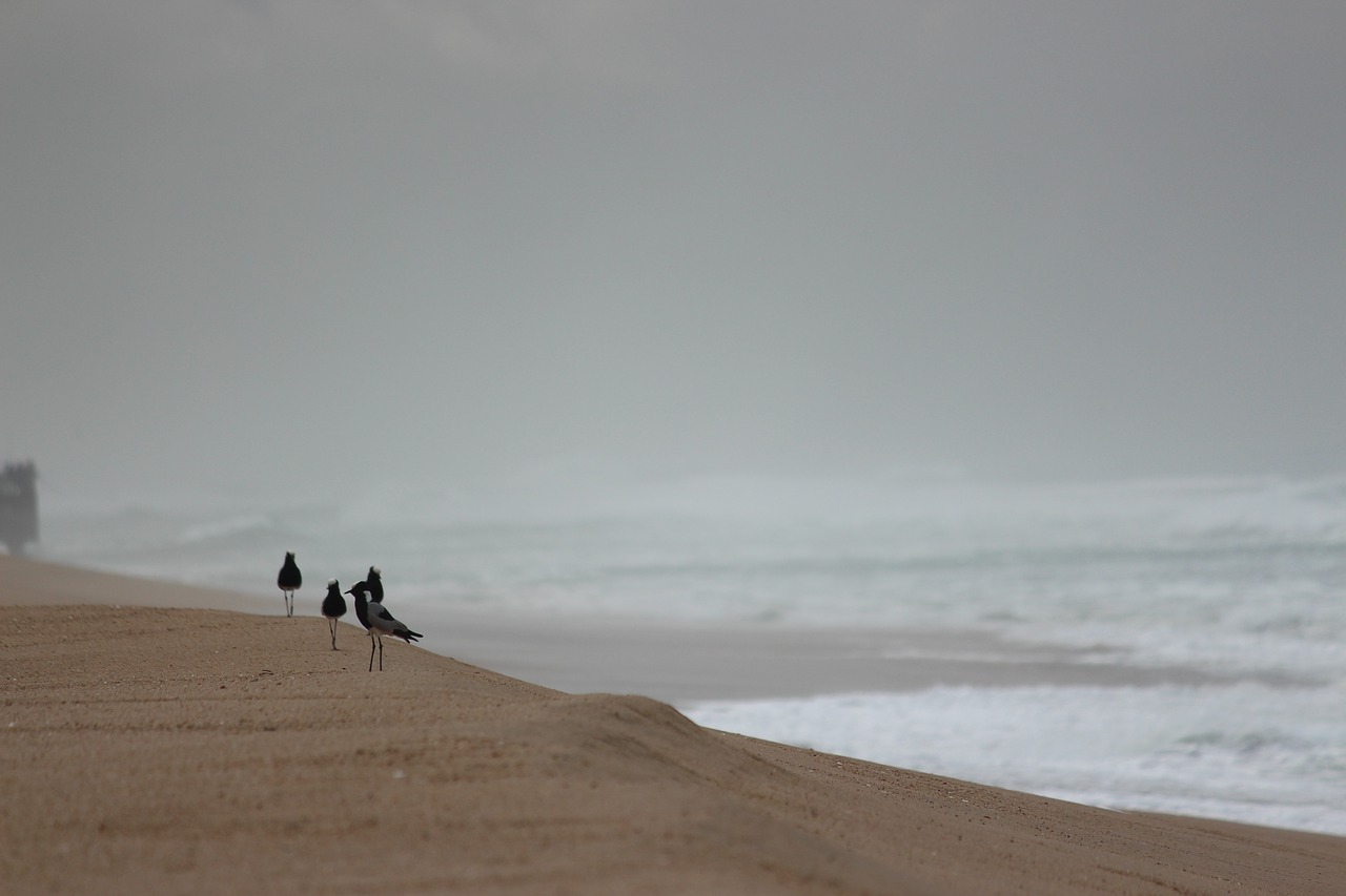 durban  beach  beach bird free photo