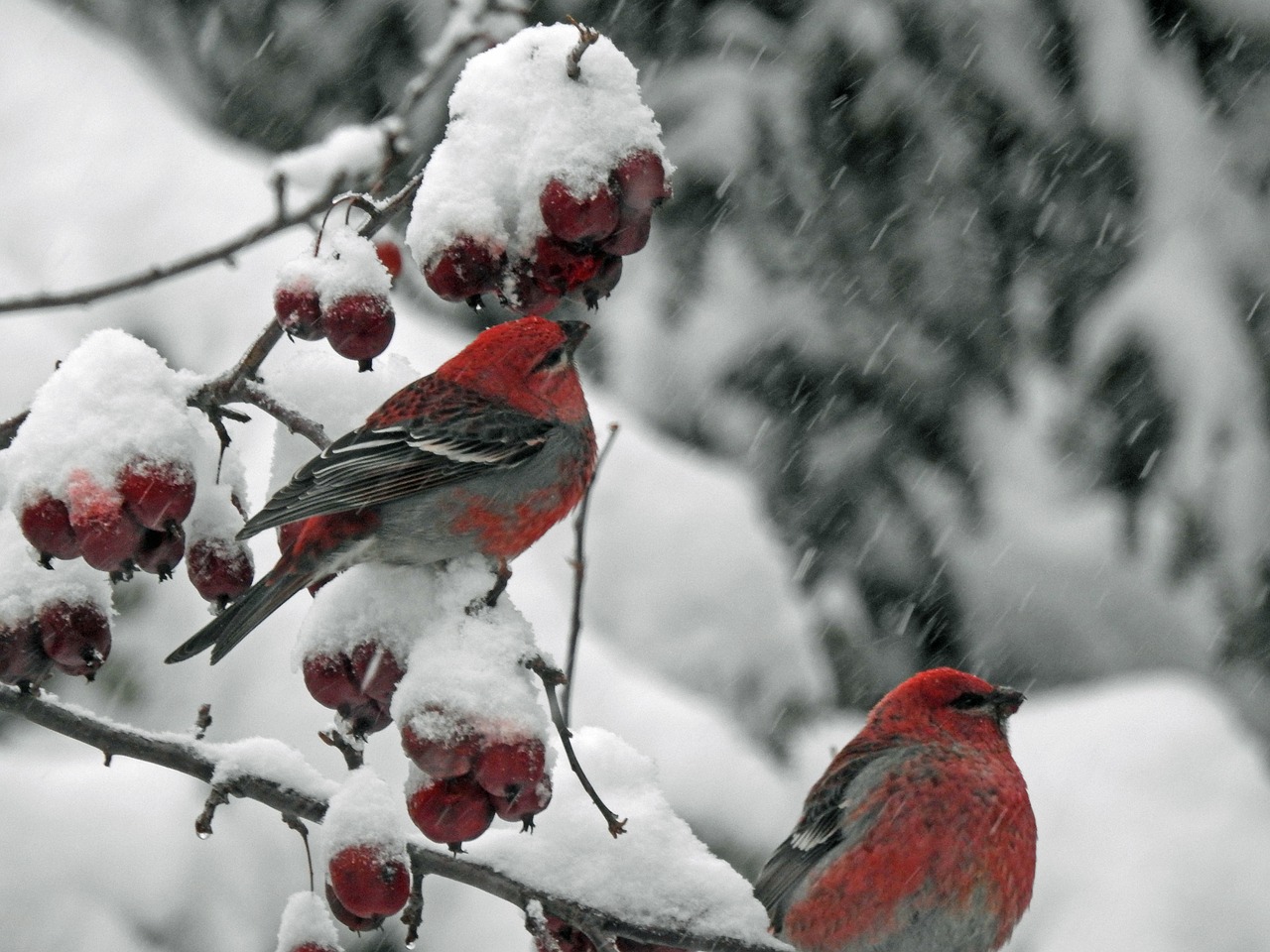 durbec des sapins  birds  red free photo