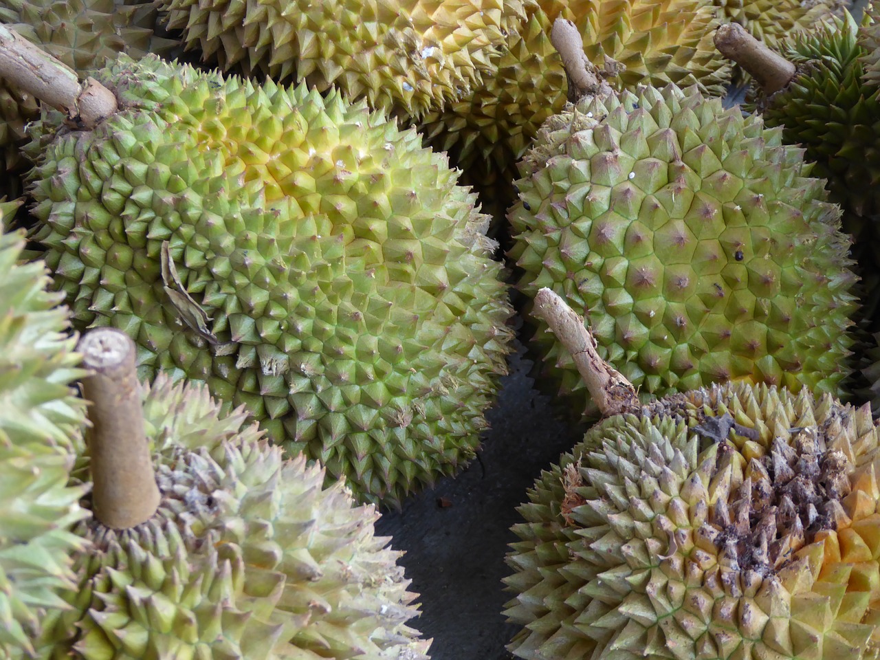 durian java indonesia free photo