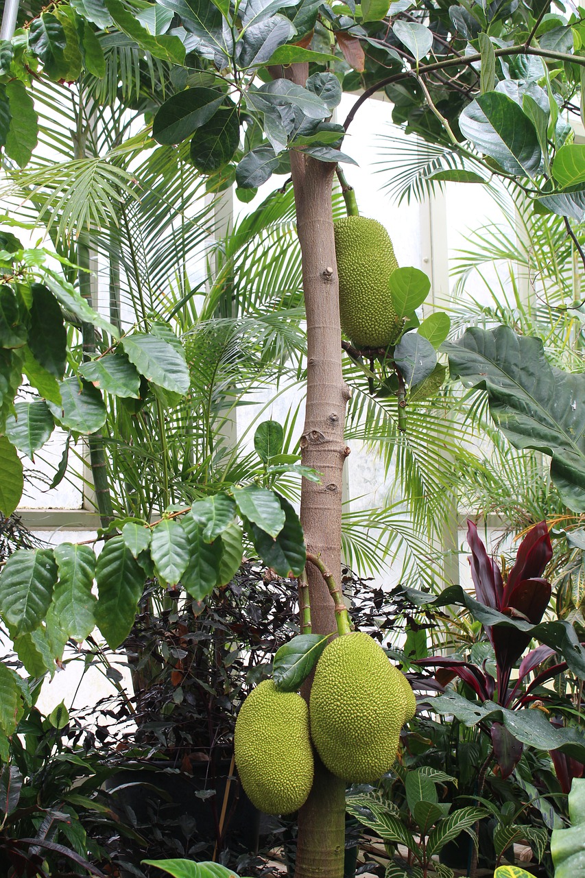 durian jack fruit tree free photo