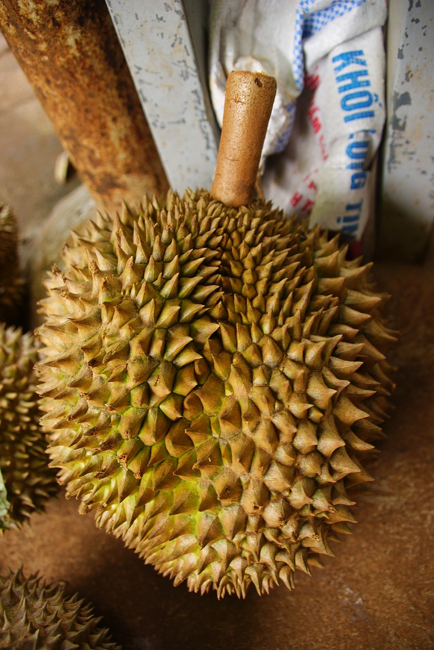 durian exotic fruit free photo