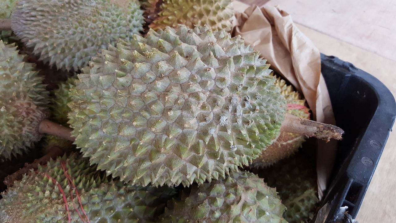 durian fruits sweet free photo