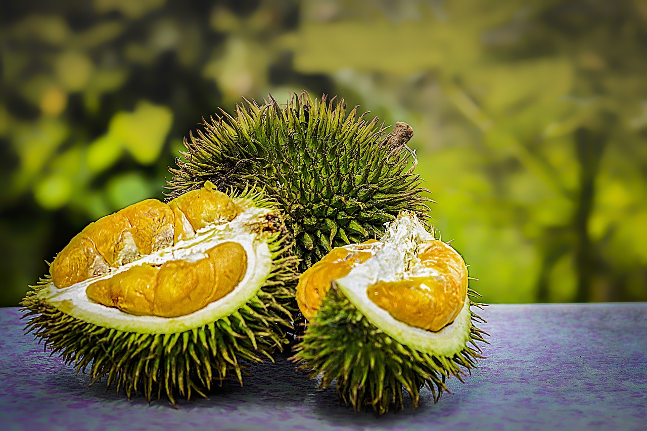 durian  fruit  tropical free photo