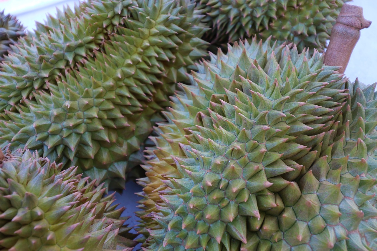durian  smelly fruit  fruit free photo