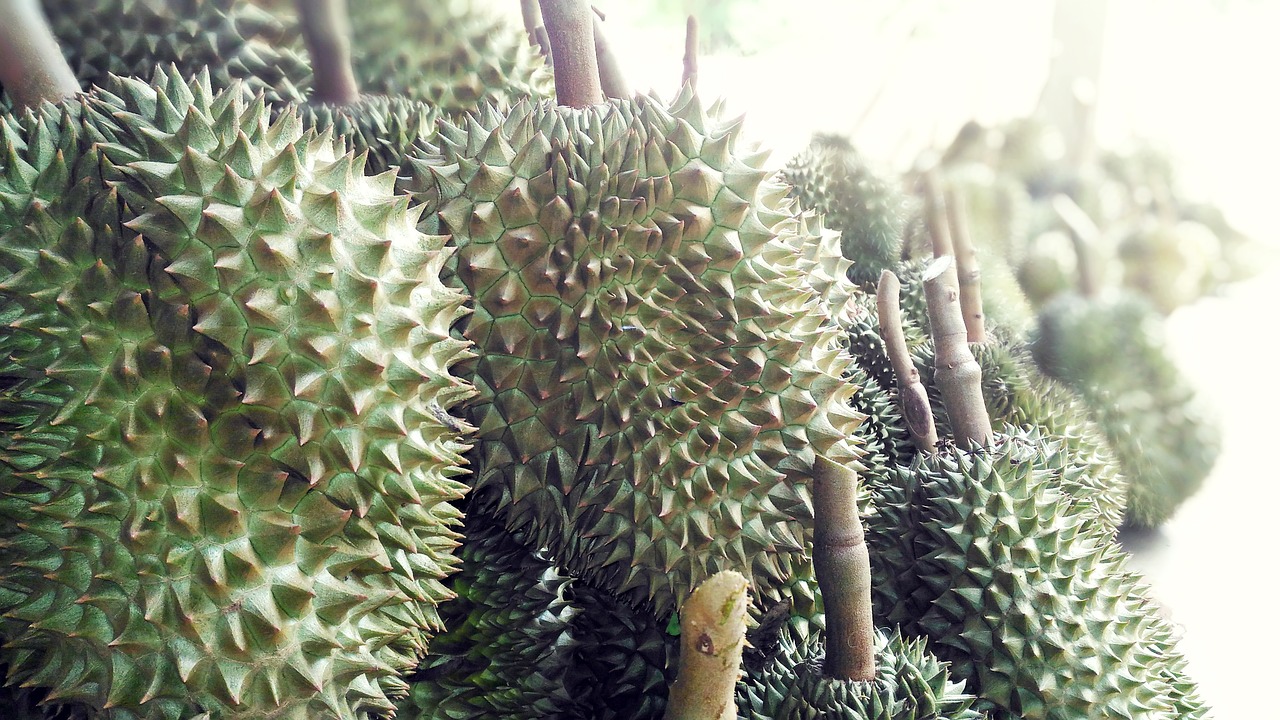 durian fruit durian english's fruit free photo