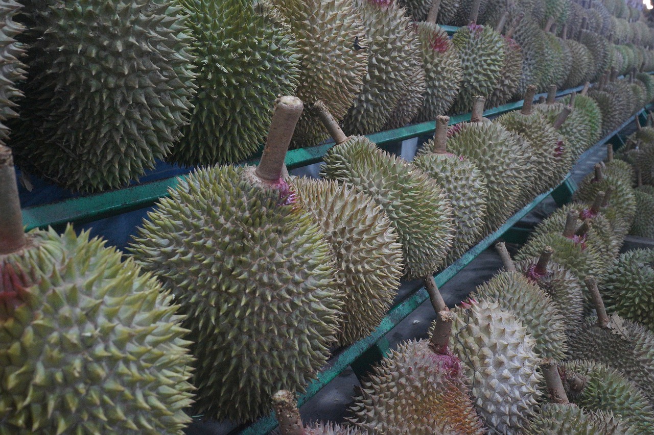 durian fruit king of fruits tropical free photo