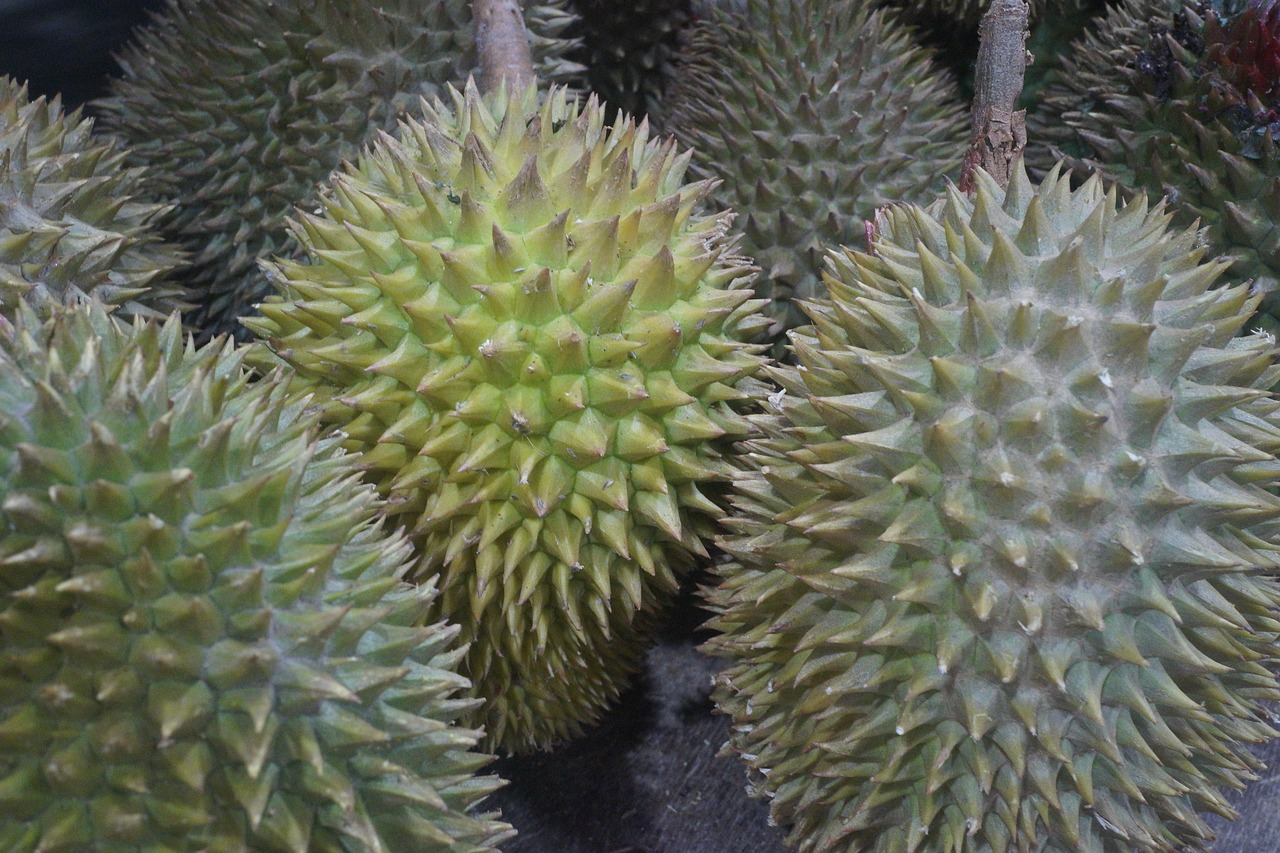 durian fruit king of fruits tropical free photo