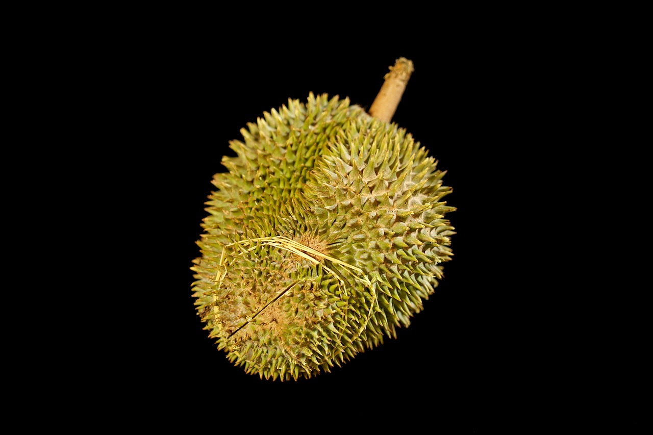 durian fruit king of fruits thorny fruit free photo