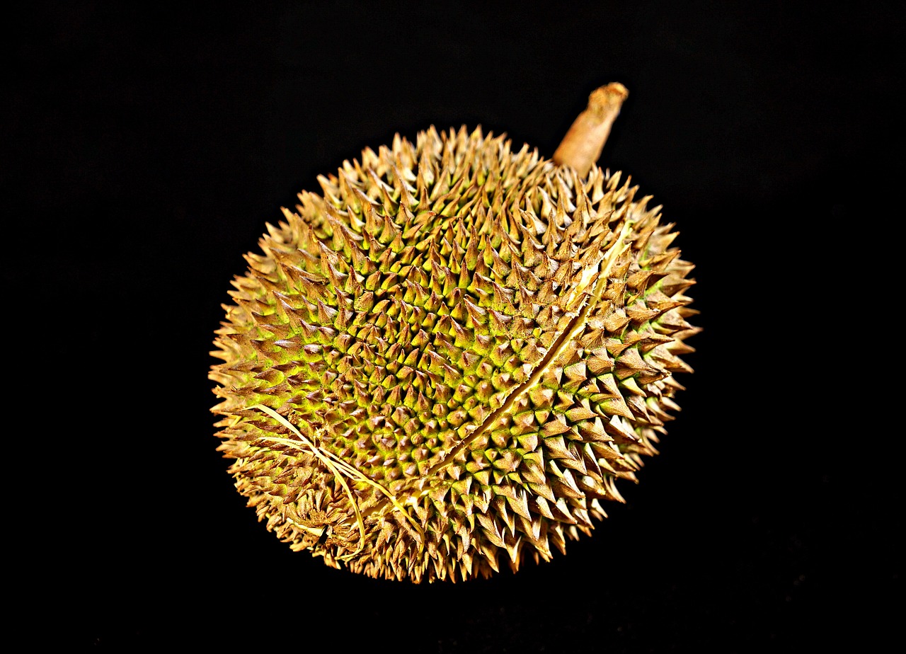 durian fruit king of fruits thorny fruit free photo