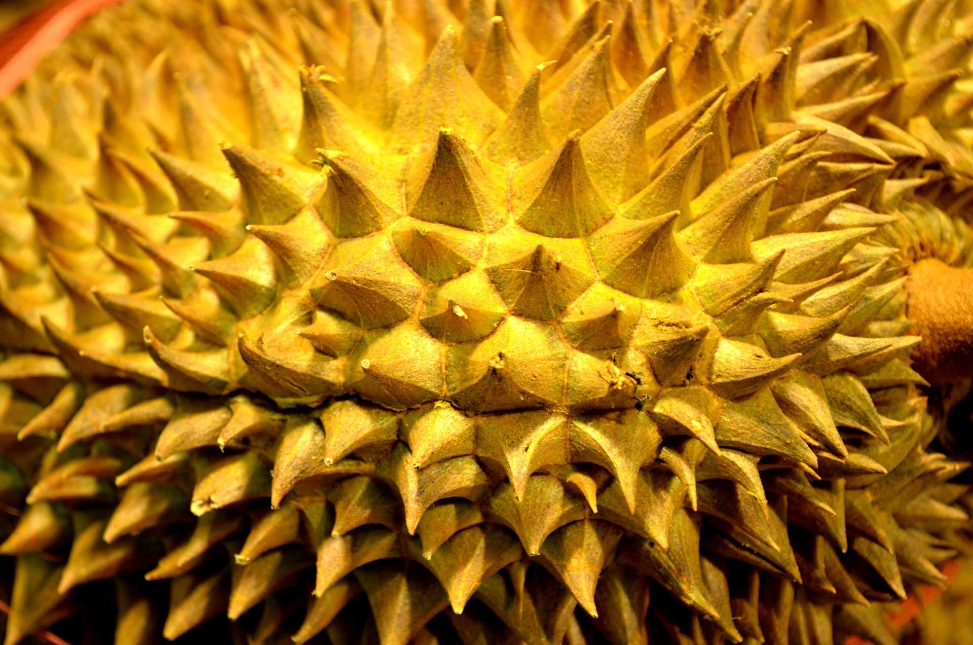 durian fruit exotic free photo