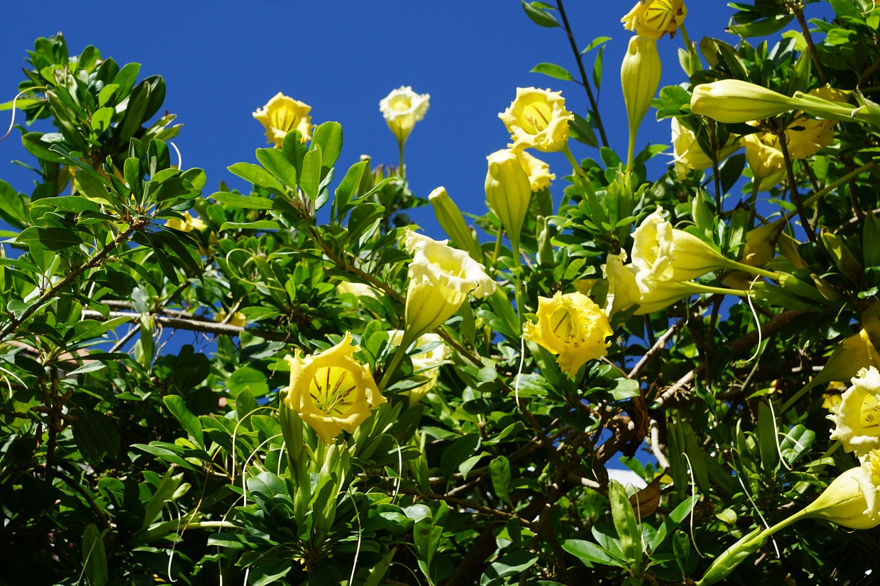 durman flower exotic free photo