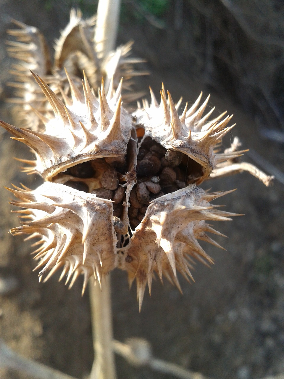 durman flowers nature free photo