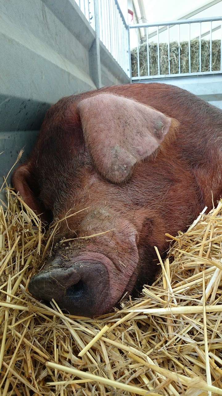 duroc pig domesticated pigs free photo