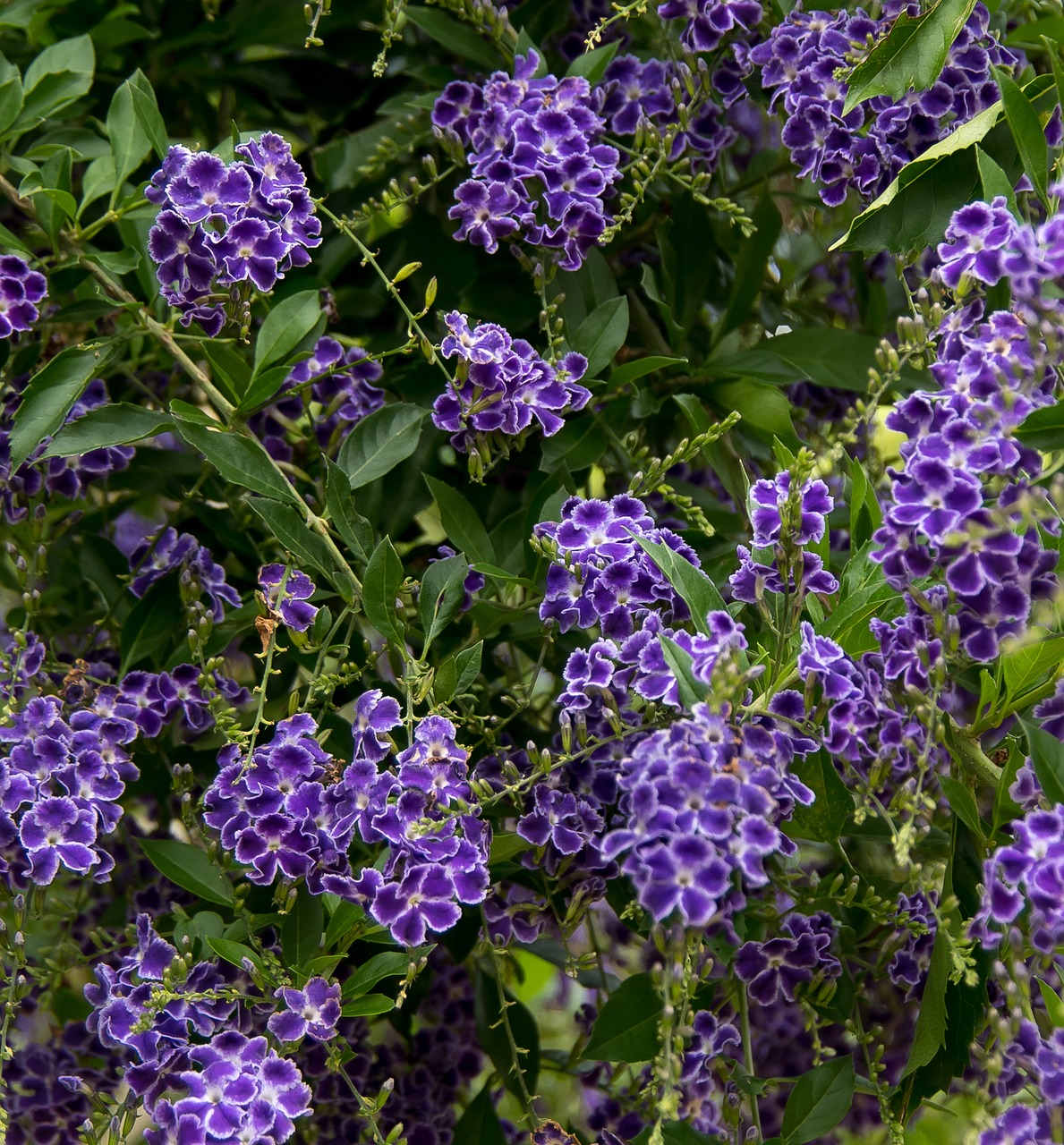 durranta flowers purple free photo