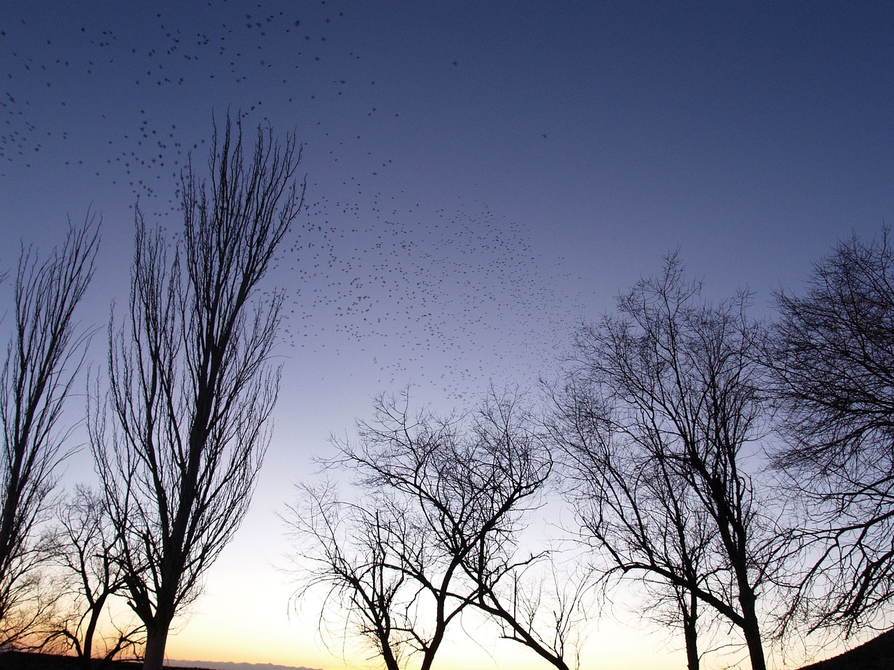 dusk flock birds free photo