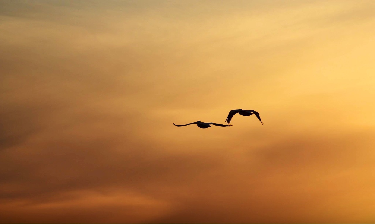 dusk kenora ontario free photo