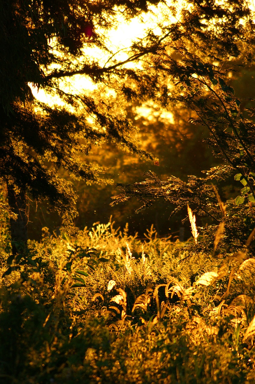 dusk jungle nature free photo