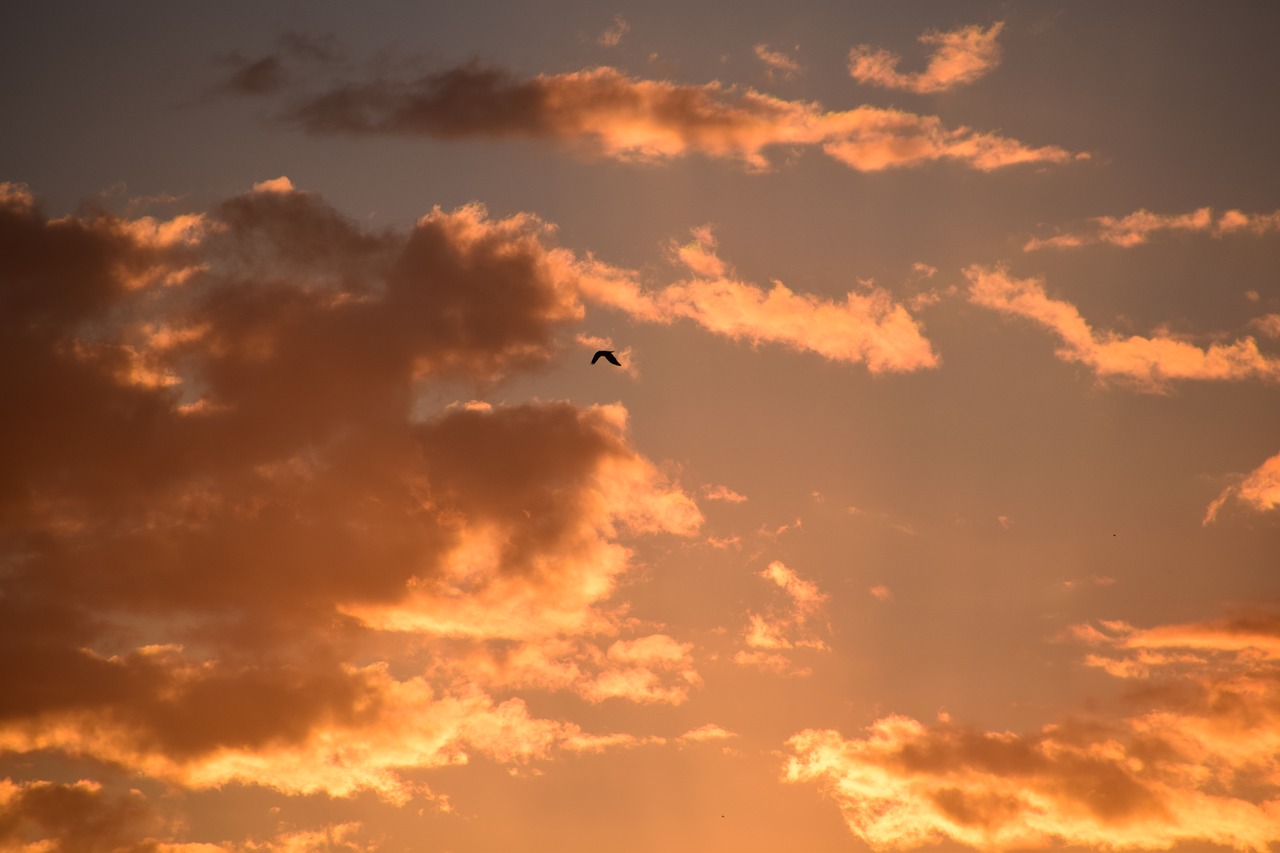 dusk nature sunset free photo