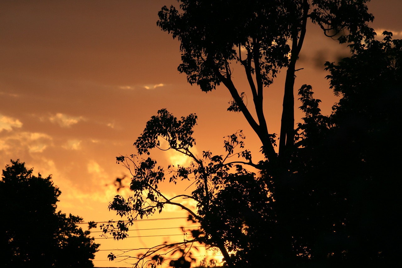 dusk dawn tree free photo