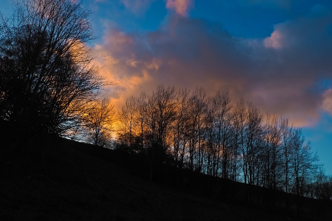 dusk  forest  nature free photo