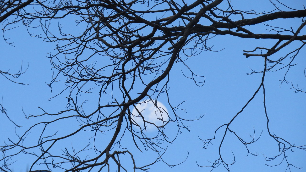 dusk moon tree free photo