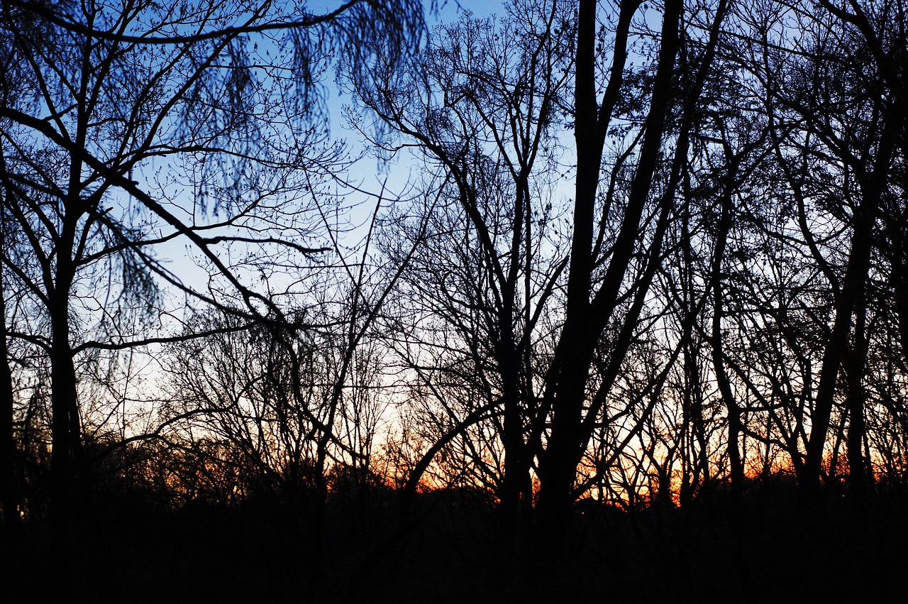 dusk tree sunset free photo