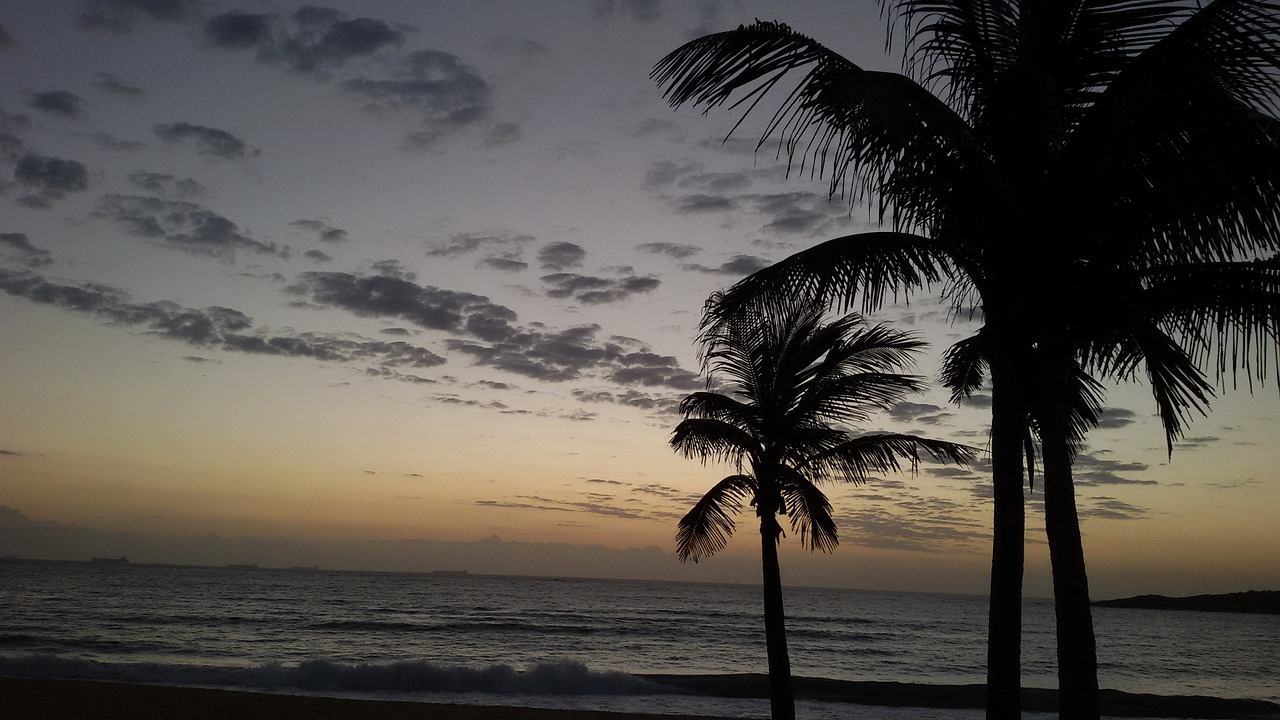 dusk beach coconut tree free photo