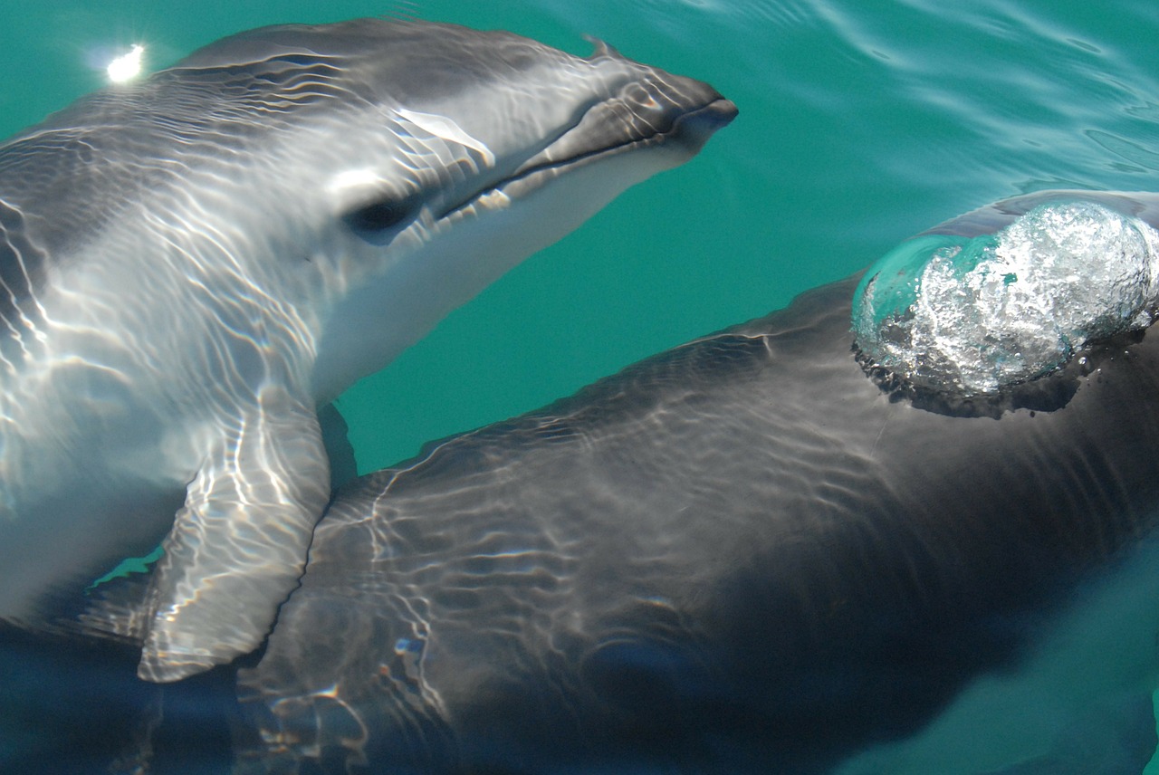 dusky dolphin sea ocean free photo