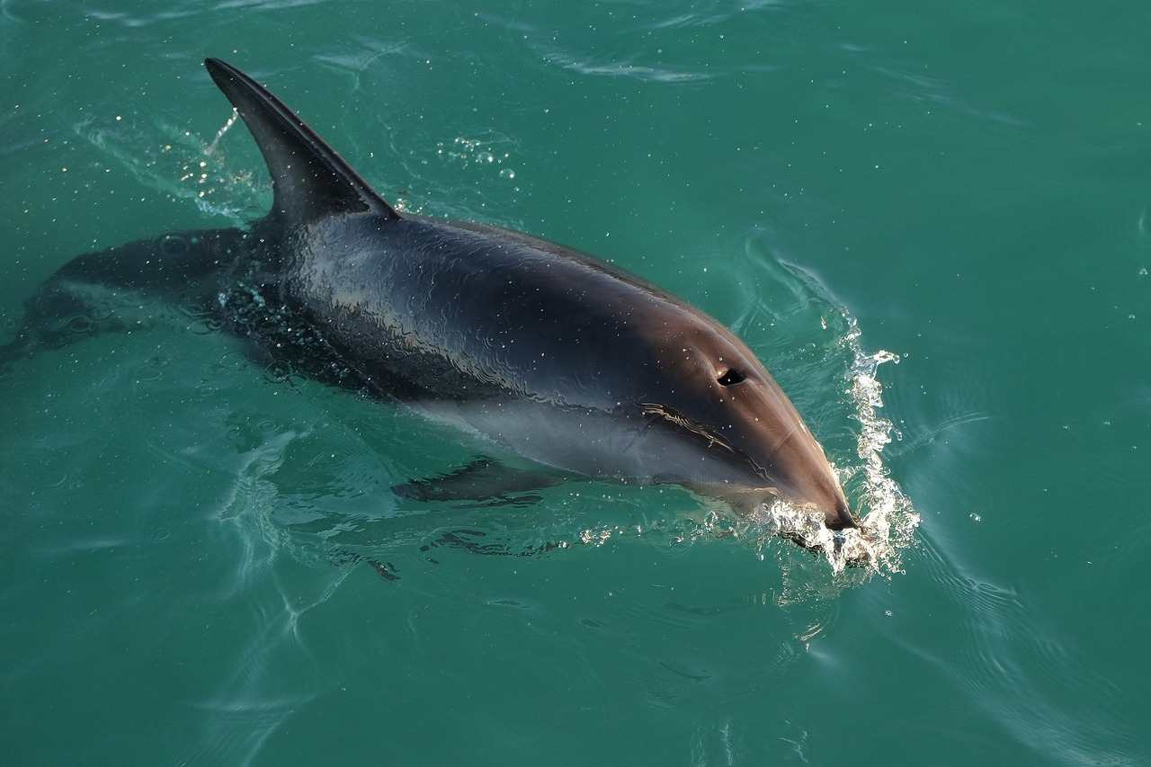dusky dolphin swimming ocean free photo