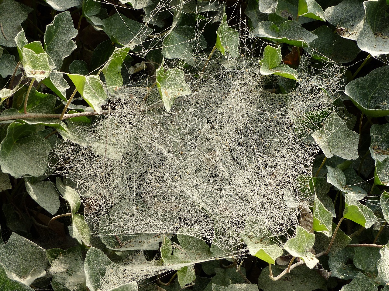 dust cobwebs ivy free photo
