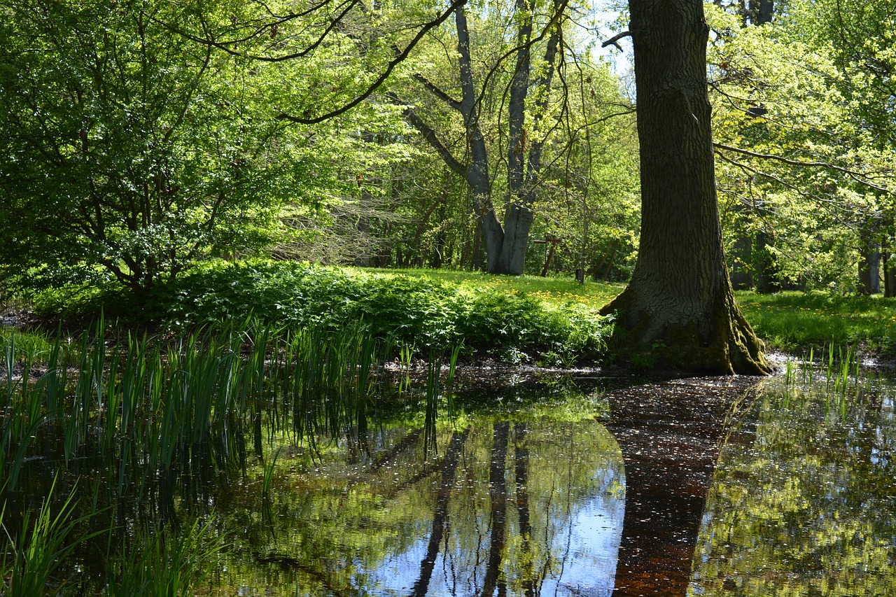 dust  tree  water free photo