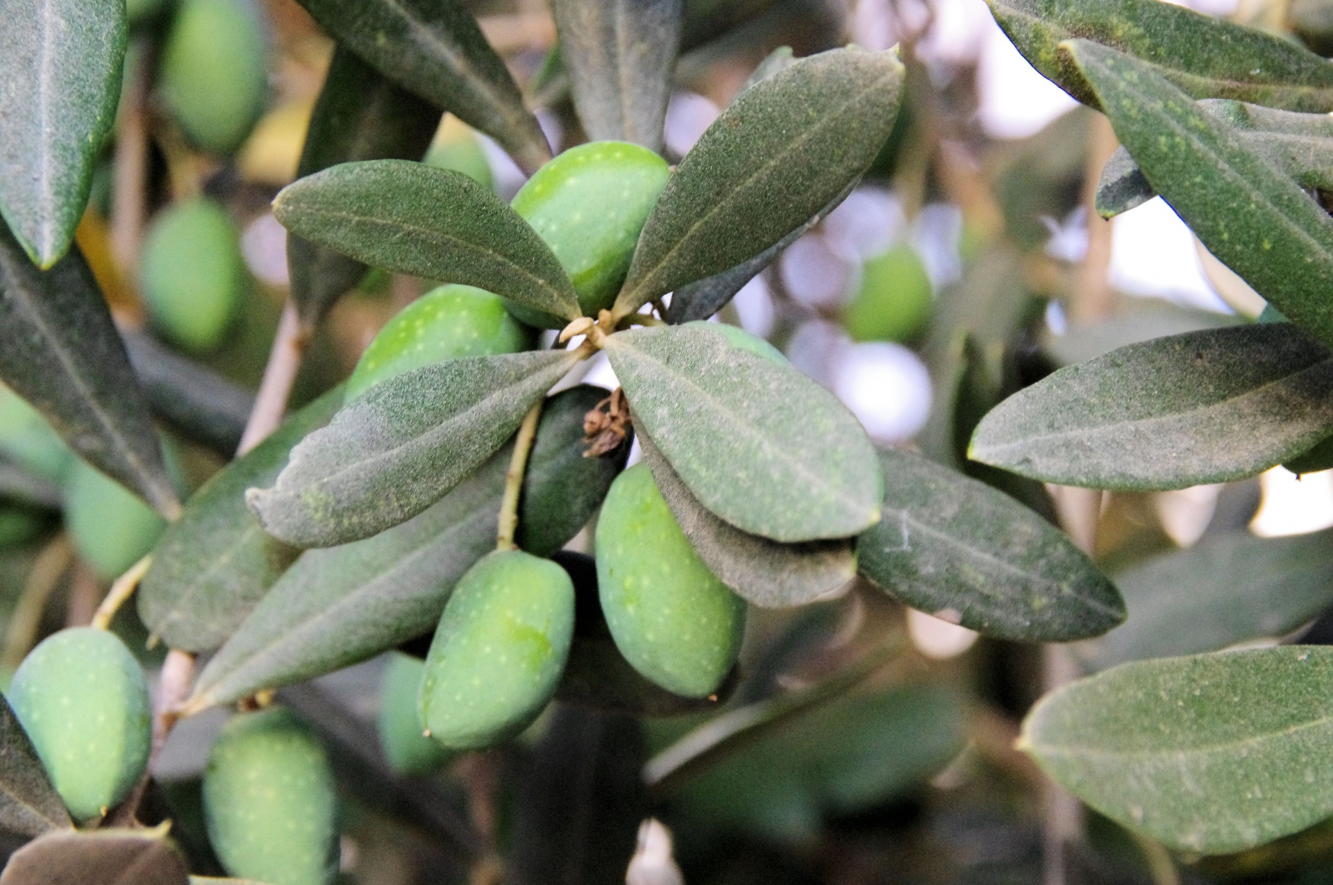 dusty olives trees free photo