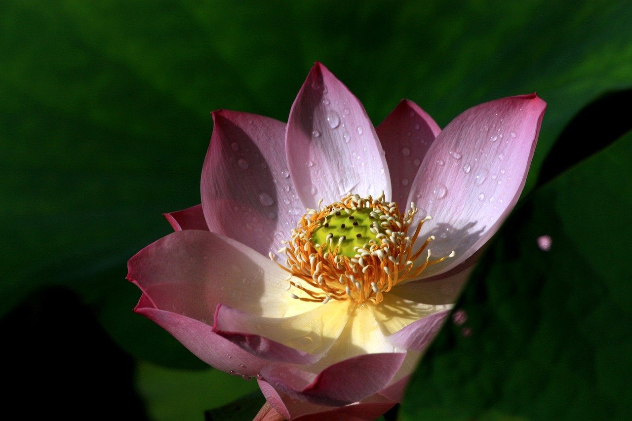 dutch lotus plant free photo