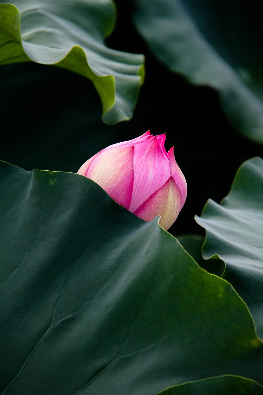 dutch beauty summer free photo