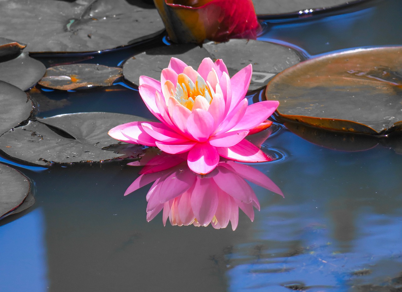 dutch  lotus  lotus leaf free photo