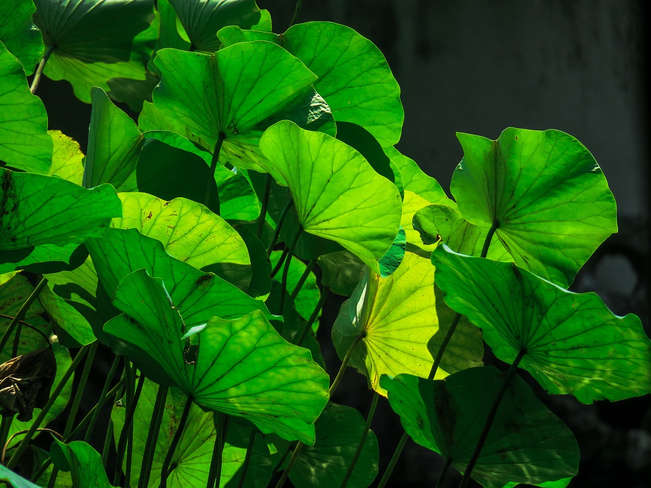 dutch  aquatic plants  summer free photo