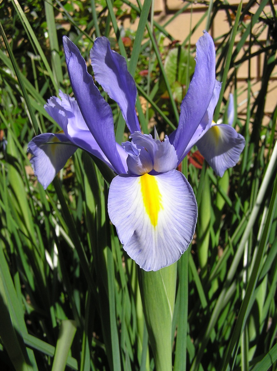 dutch iris blue flower free photo