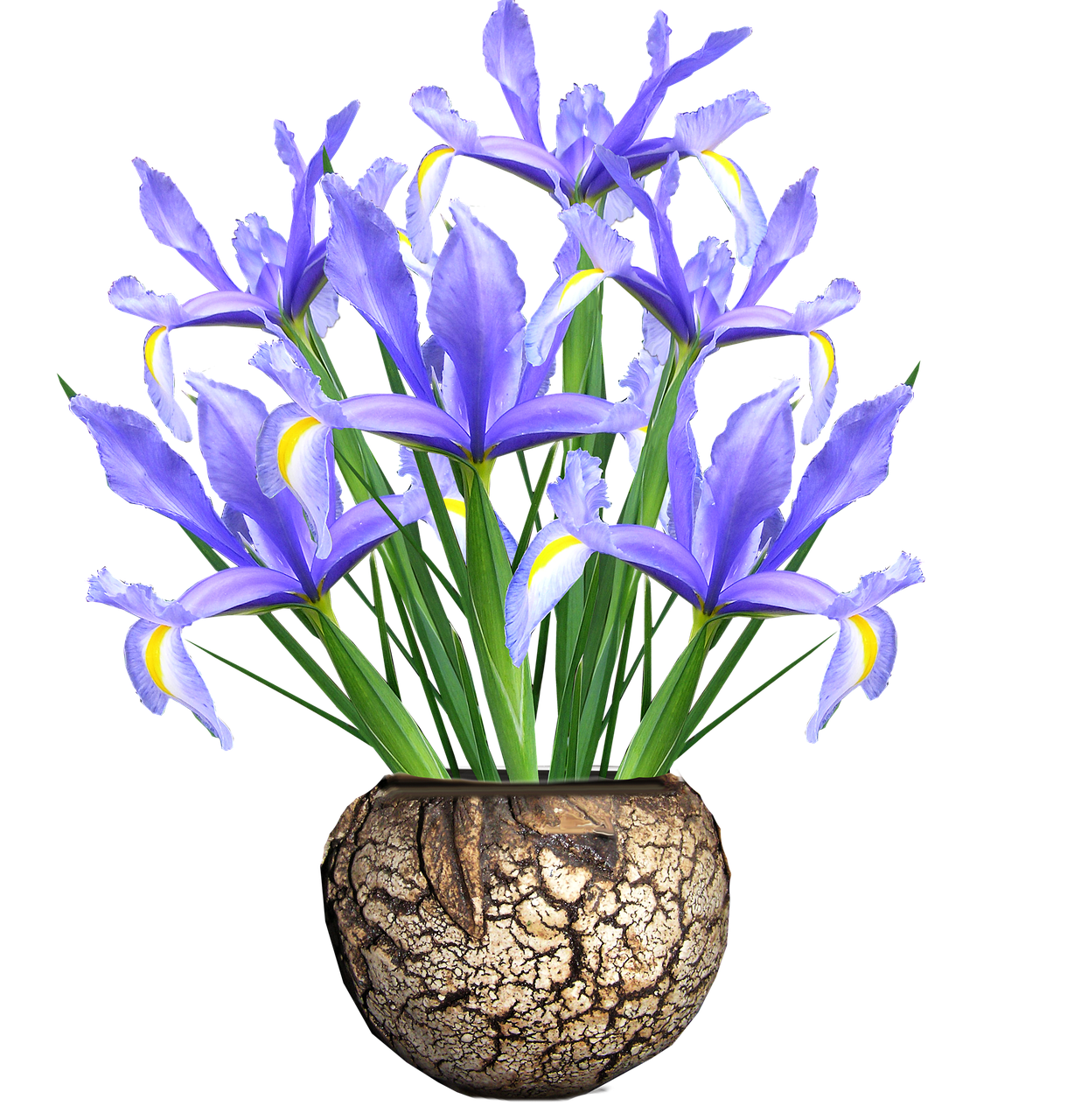 dutch iris blue flowers free photo