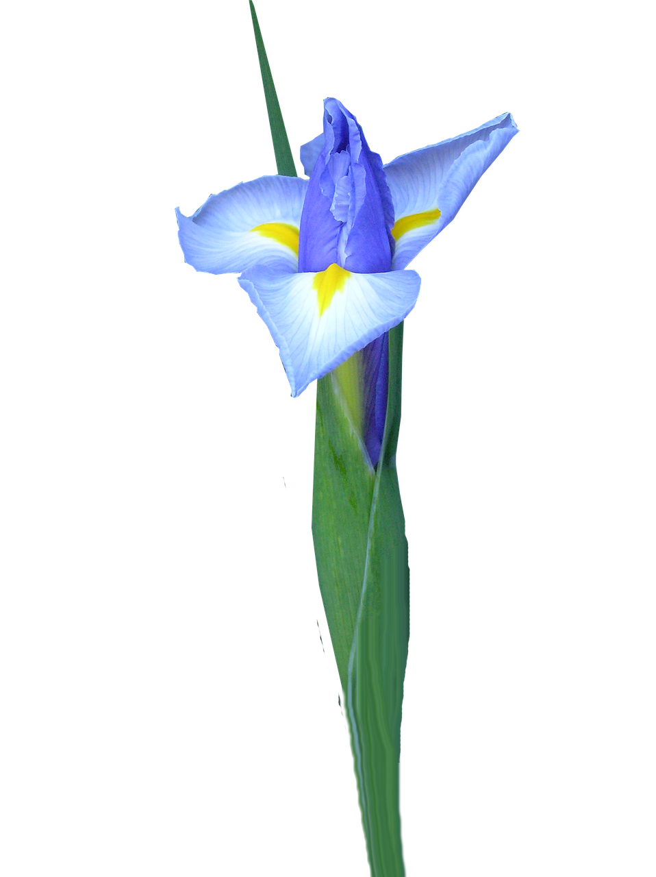 dutch iris bud flower free photo