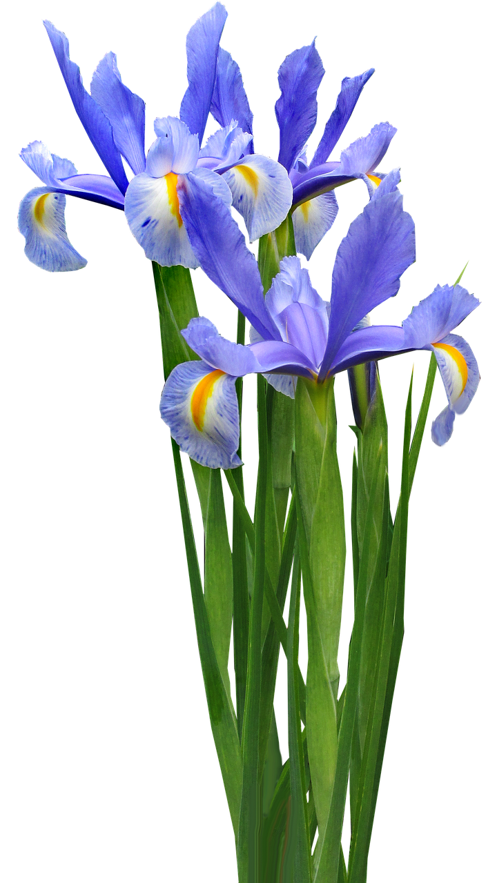 dutch iris plant bulb free photo