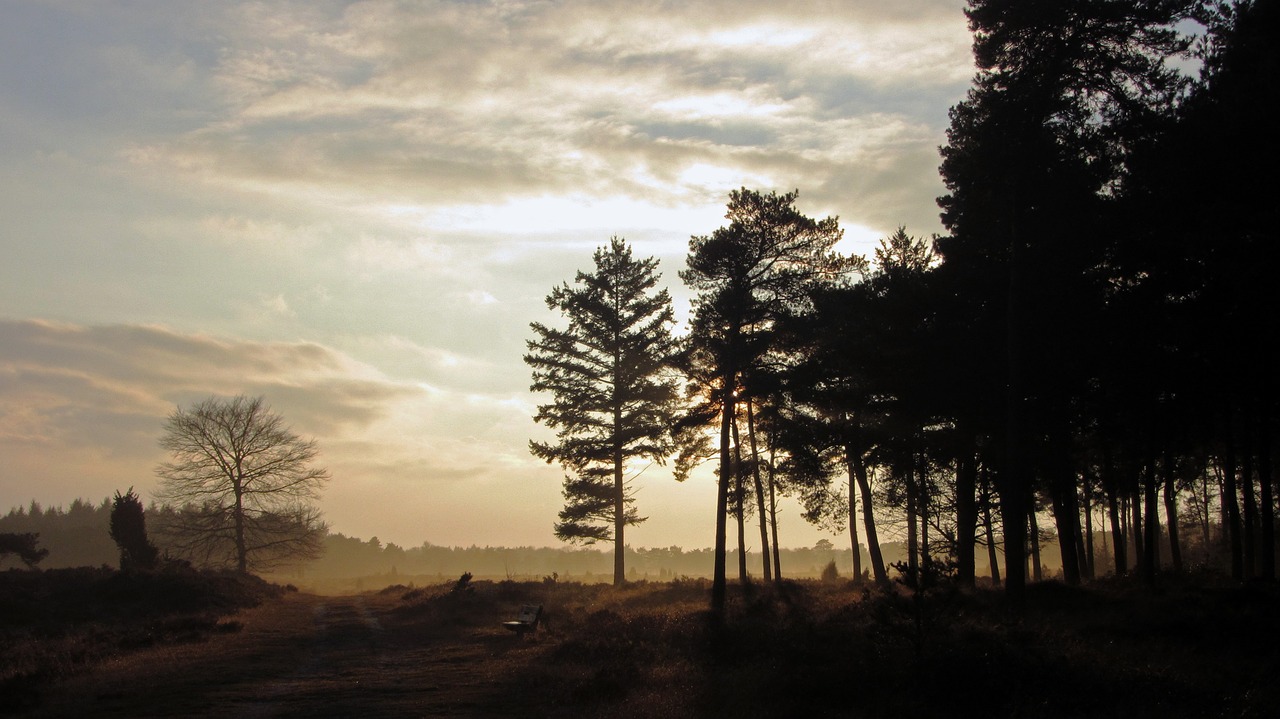 dutch landscape hei tree free photo