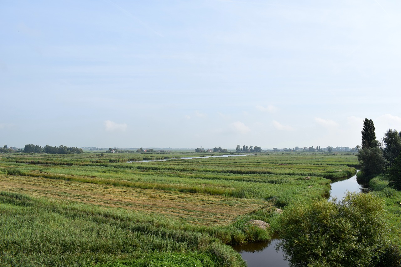 dutch landscape meadow polder free photo