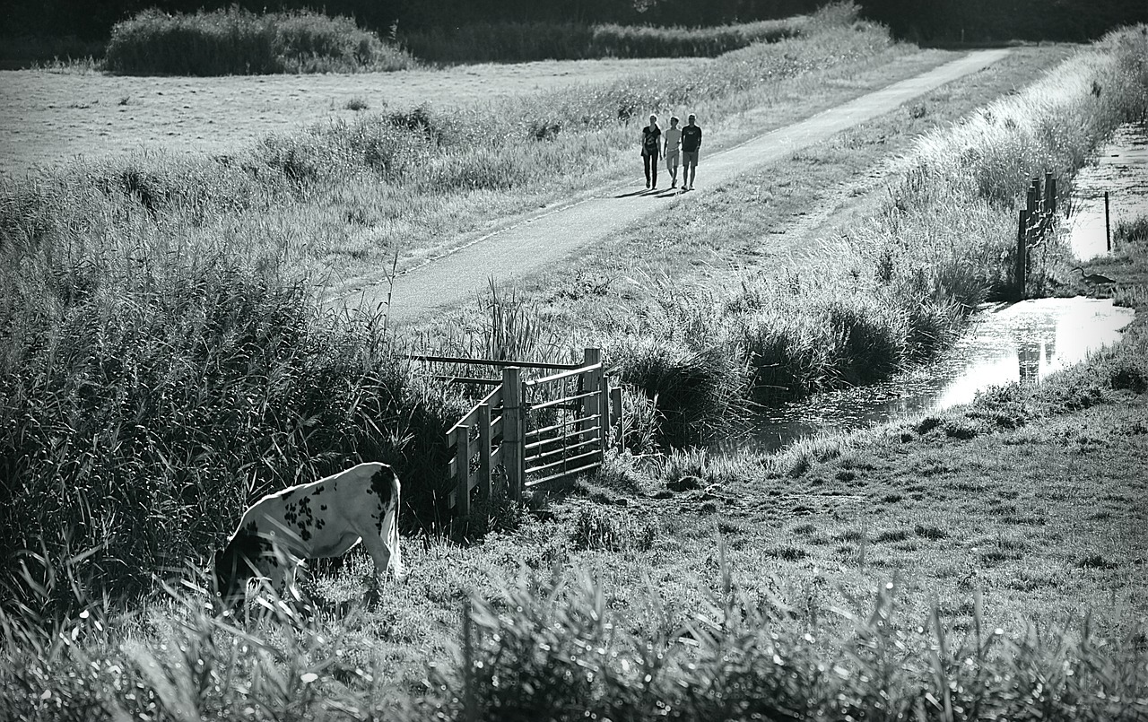 dutch landscape  polder  people free photo