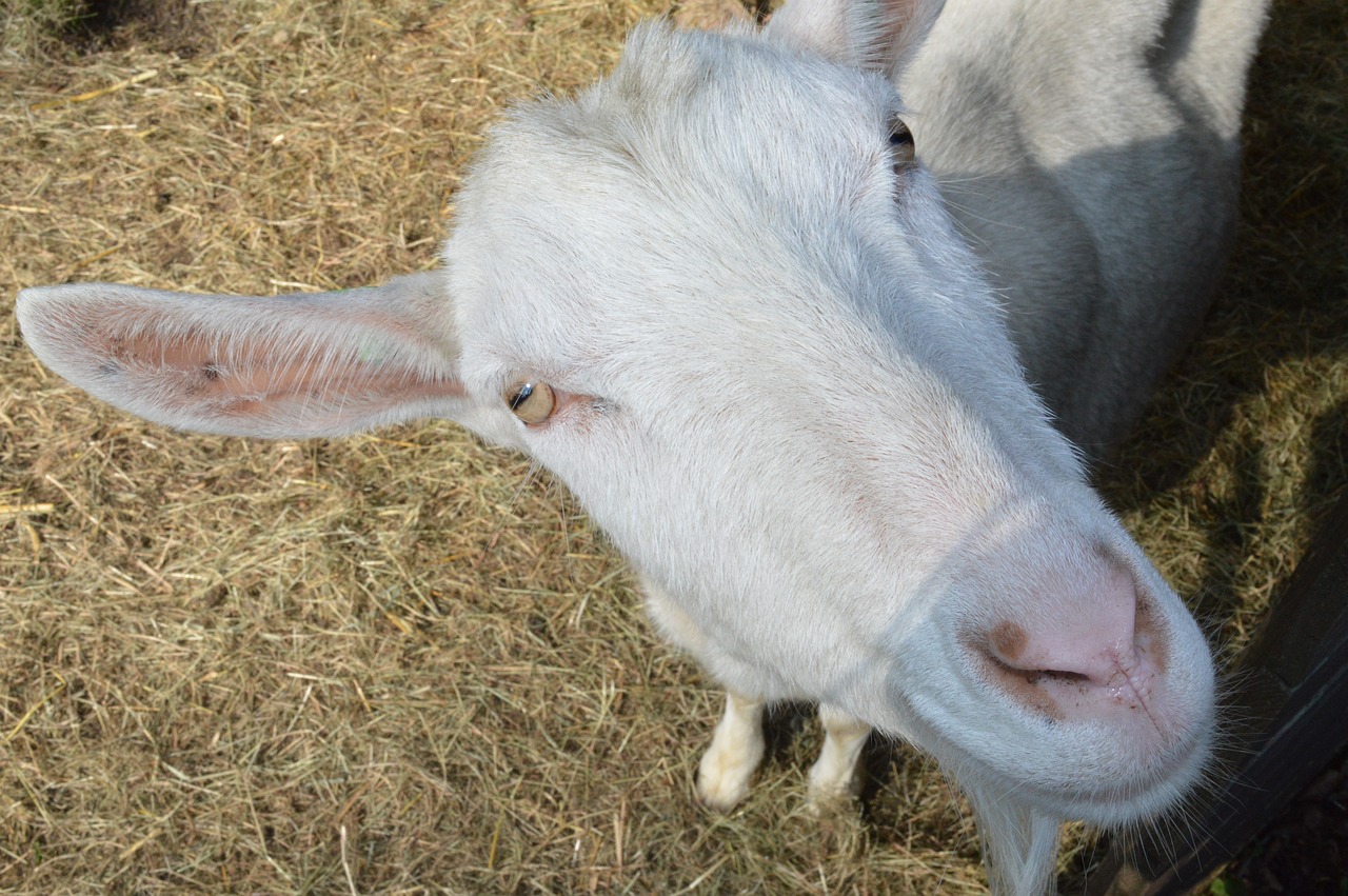 dutch melkgeit goat cattle free photo